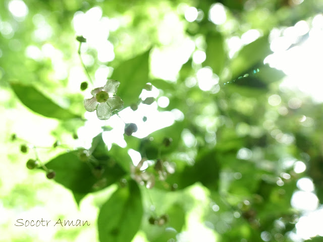 Euonymus oxyphyllus