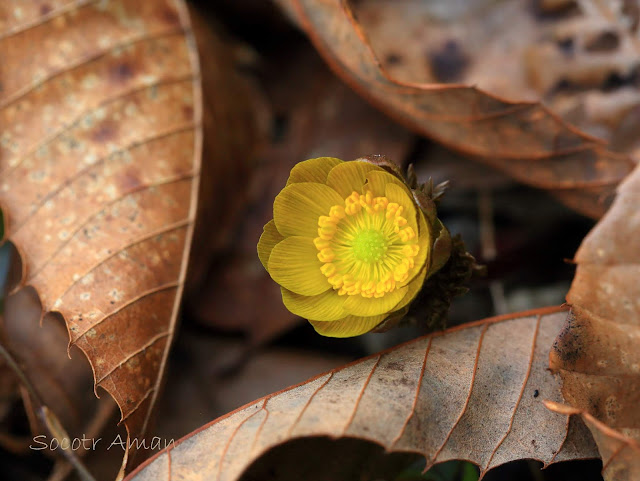 Adonis multiflola