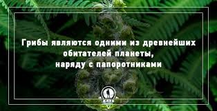 интересные факты