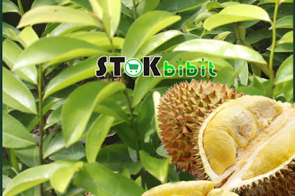 Durian                                                 |        buah durian terbesar