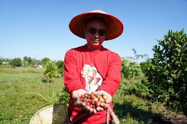 Pontianak Telah Mengubah Lahan Gambut Menjadi Perkebunan Kopi