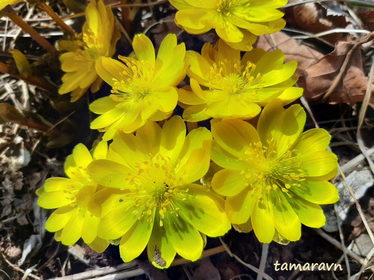 Adonis amurensis