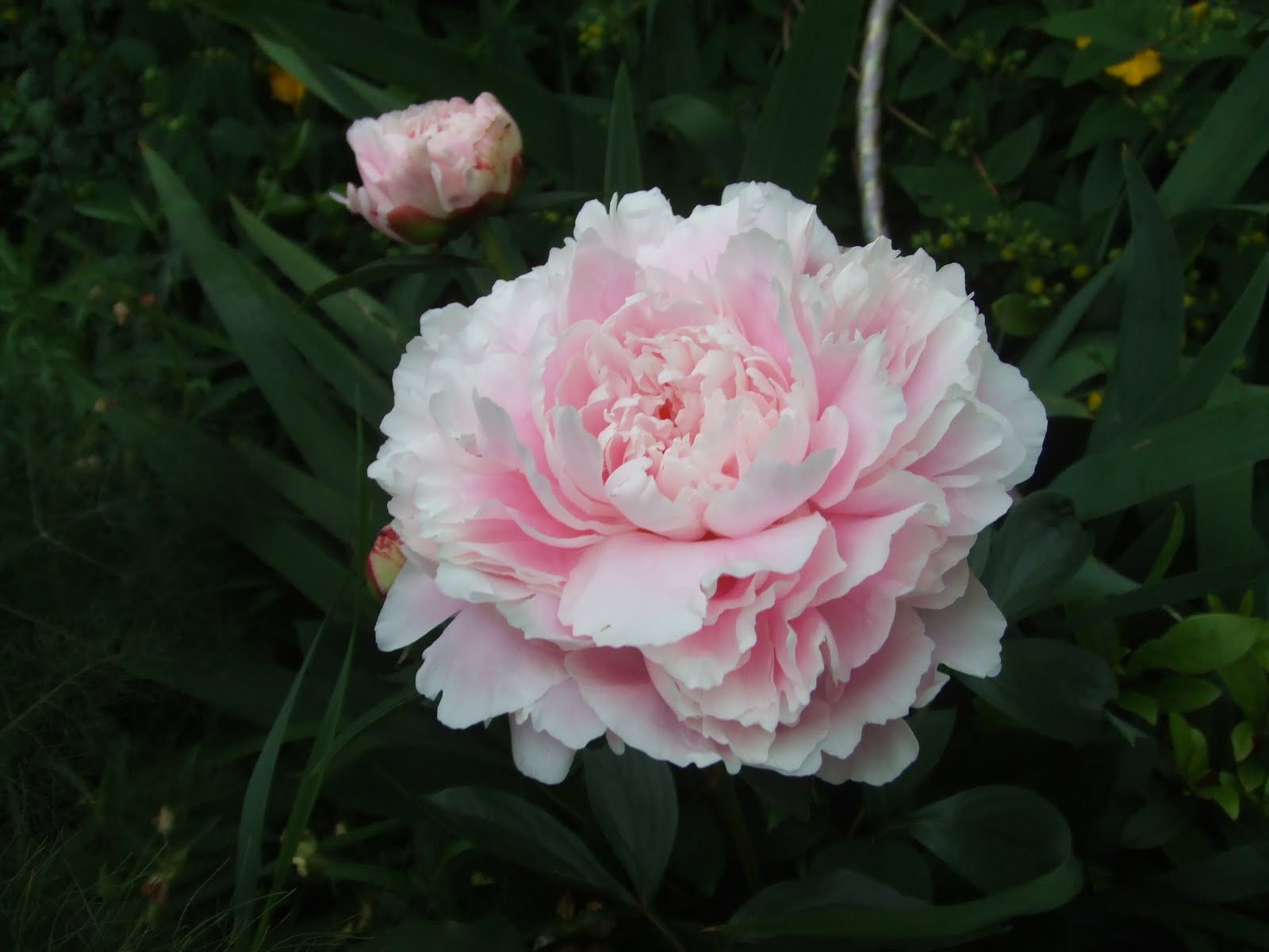 Sarah Bernhardt Peony