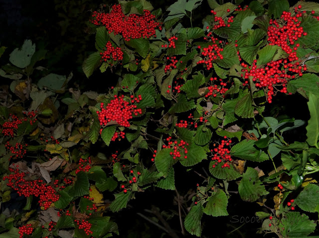 Viburnum dilatatum