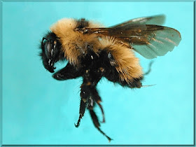 abeja dorada del norte Bombus fervidus