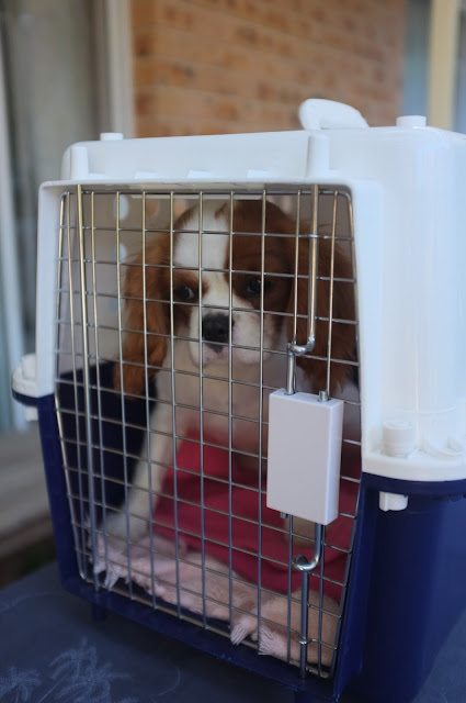 Ava brown and white puppy looks out of crate door