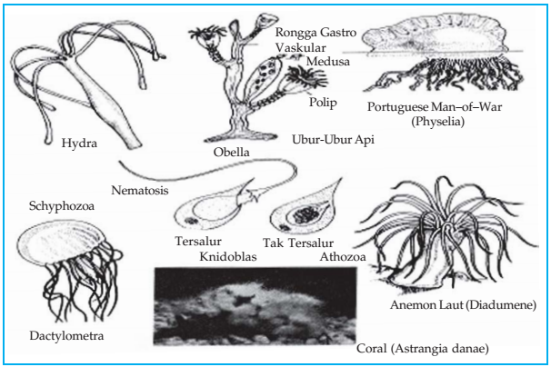  Gambar  Biologi 4 Klasifikasi Makhluk Hidup Hewan  Selamat 
