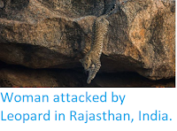 https://sciencythoughts.blogspot.com/2018/04/woman-attacked-by-leopard-in-rajasthan.html