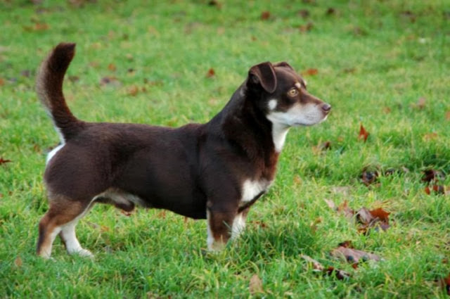 Lancashire Heeler