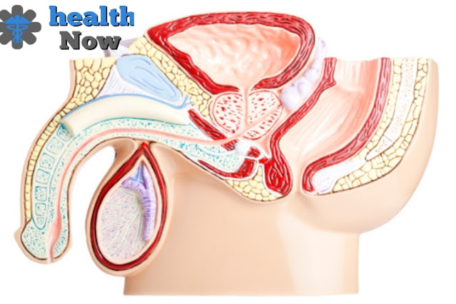 male reproductive system