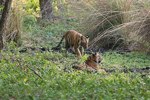 Tiger in Periyar Forest 