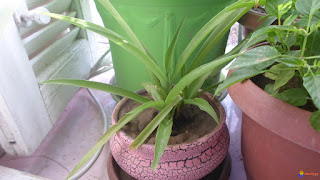   monocotylédone, monocotylédone et dicotylédone, monocot plants, monocotyledon definition, monocots lower classifications, list of monocot plants, what is monocot, monocot definition biology, monocotyledon vs dicotyledon