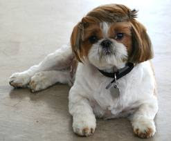 Small Shih Tzu Picture