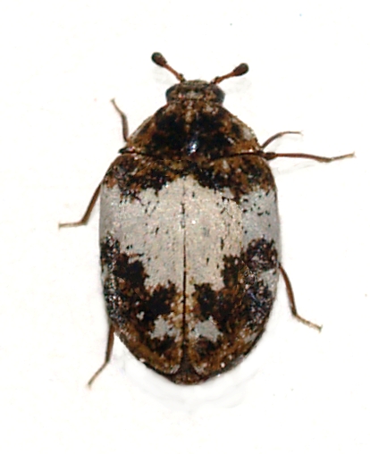 common carpet beetle. hot carpet beetle myiasis