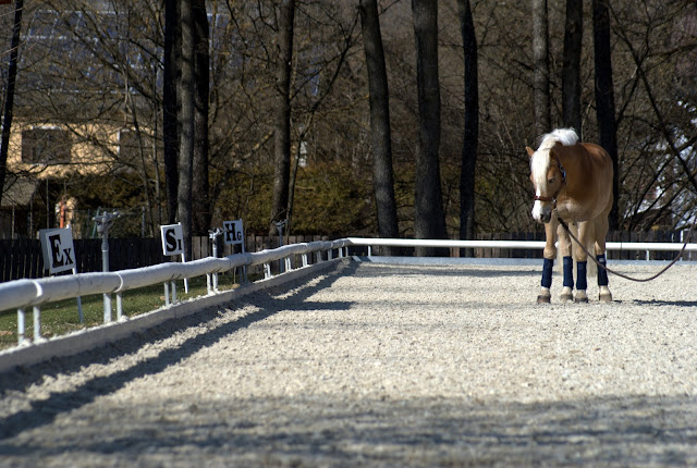 Equine Economy: Ways To Save Money While Caring For A Horse