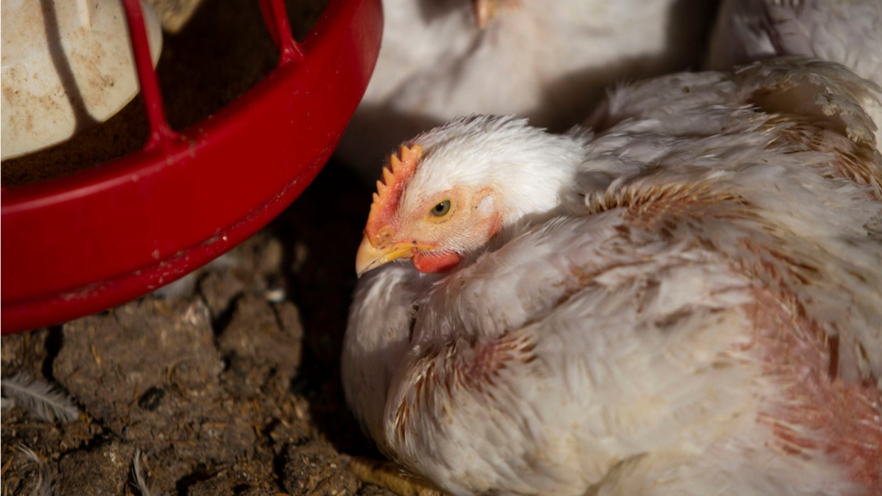 Producción de pollo podría afectarse por gripe aviar