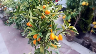 Kamkat, Kumkuat, doğal meyve, narenciye, Fortunella, kökenler, yetiştirme, yabani türler, melezleşme