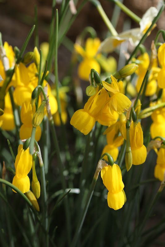  neglectum narcissus alpestris narcissus nevadensis narcissus rupicola