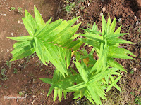 Swamp milkweed has opposite, cross-distributed leaves - © Denise Motard