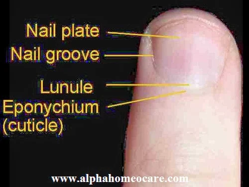 নখের গঠন (Anatomy of Nails)