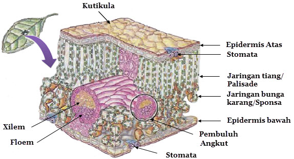 Struktur dan Fungsi Jaringan Daun  Mikirbae