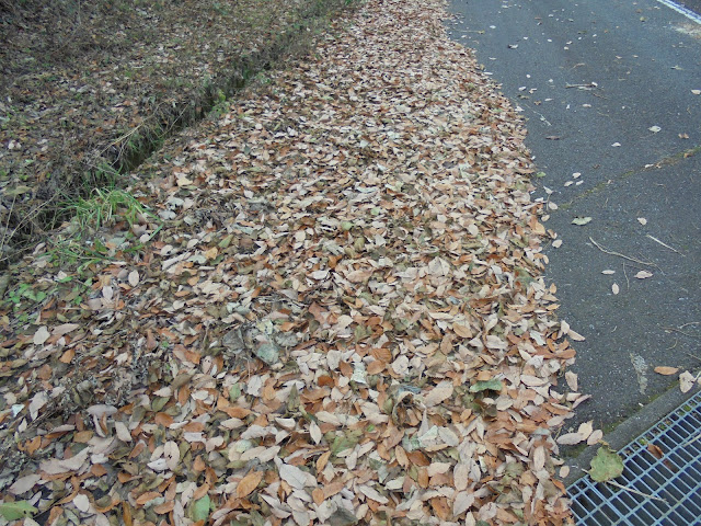 道に積もった落ち葉が美しいですね