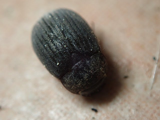 Maladera holosericea Maladera holosericea