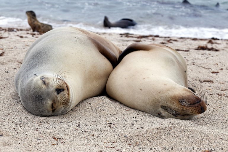 Lächelnde Seelöwen auf den Galapagos