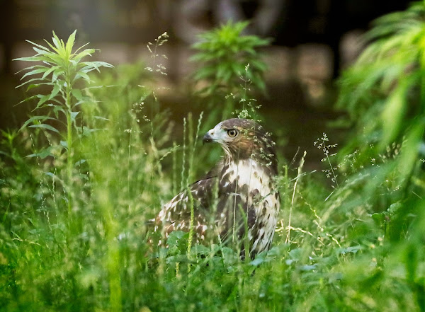 Fledgling red-tailed hawk in the grass in Tompkins Square