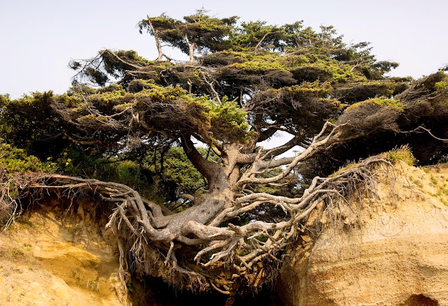 Tree Root Cave, Kalaloch, Washington