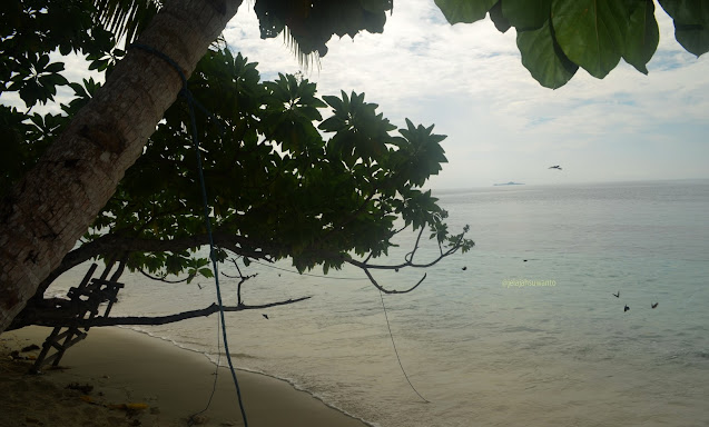 Burung dan kupu-kupu berbagi kisah di pantai Batu Lima Homestay Raja Ampat ⒸJelajahsuwanto