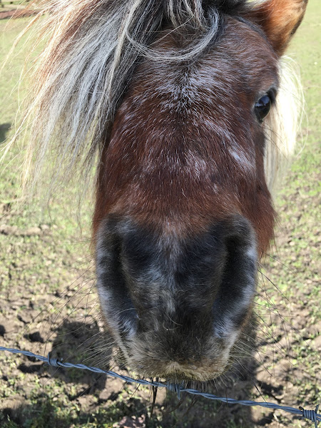 Nieuwsgierige pony