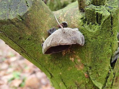 grzyby 2016, grzyby w grudniu, grzyby zimowe, grzybobranie w grudniu, grzyby w Lasku wolskim, grzyby w Krakowie, boczniak ostrygowaty Pleurotus ostreatus, uszak bzowy, płomiennica zimowa, zimówka