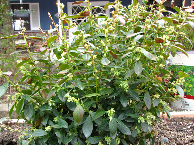 I planted Hyssop Purple Sage and Pineapple Sage together