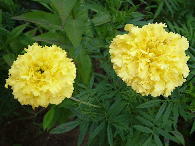 two yellow flowers