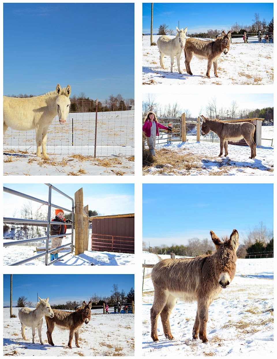 donkey in the snow