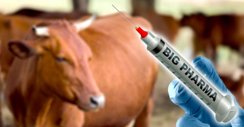 COVID Vaccines ‘Opened the Floodgates’ for New Wave of mRNA Vaccines for Livestock