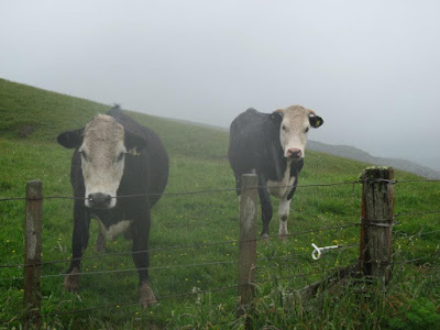 cows