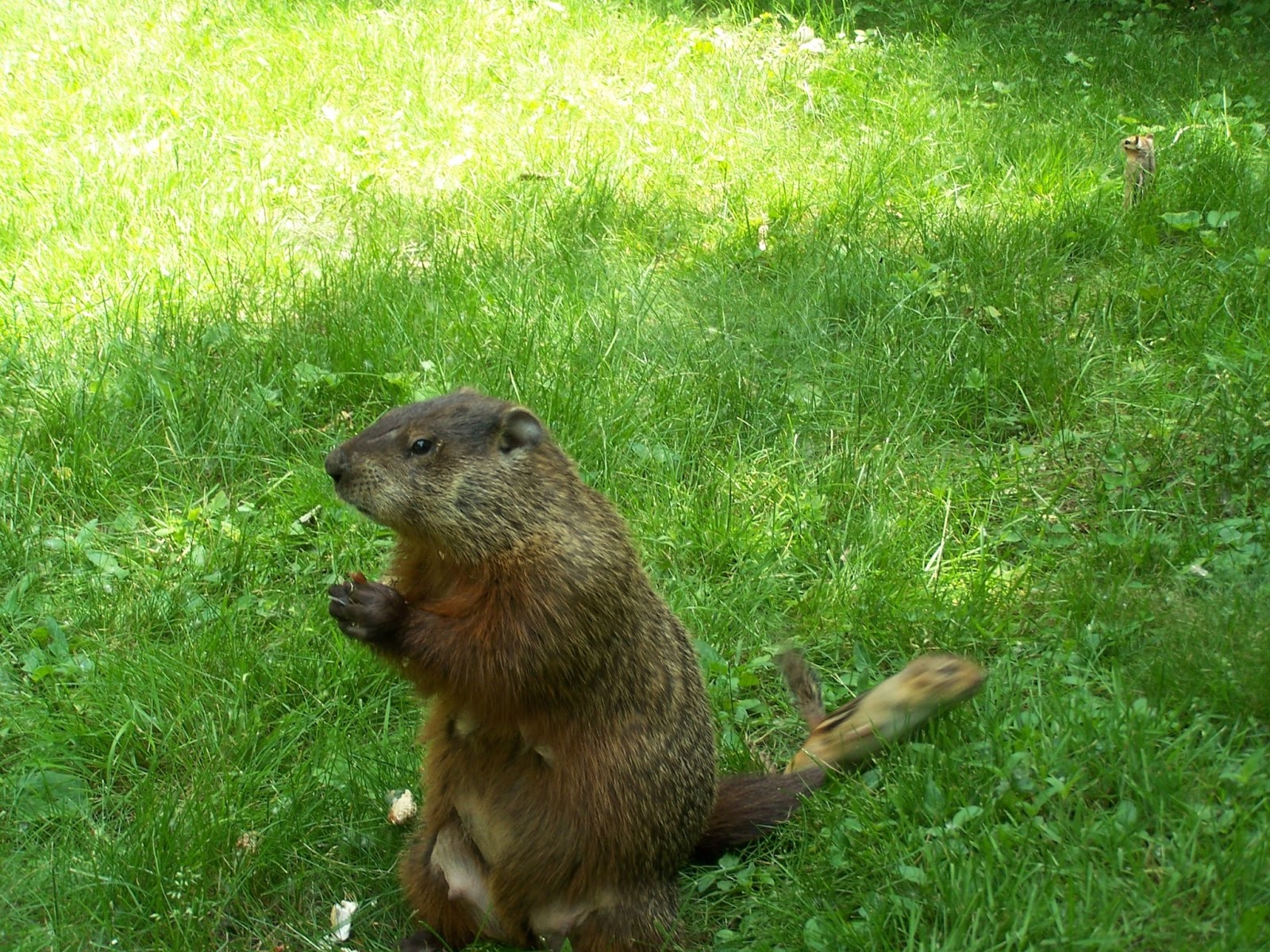 Picture Of A Groundhog 8