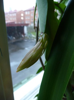 010 okänd Epiphyllum i knopp Daniel Grankvist