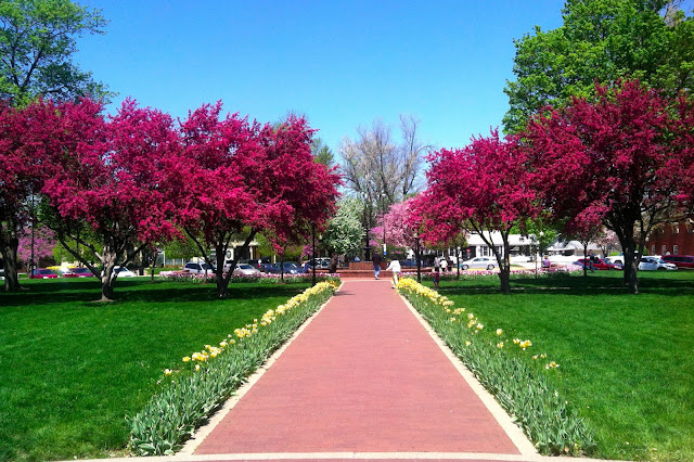 Tulip festival