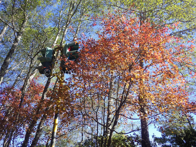 Alishan maple autumn foliage