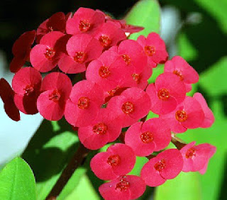 Benefits of Flowers Euphorbia / Eforbia for health