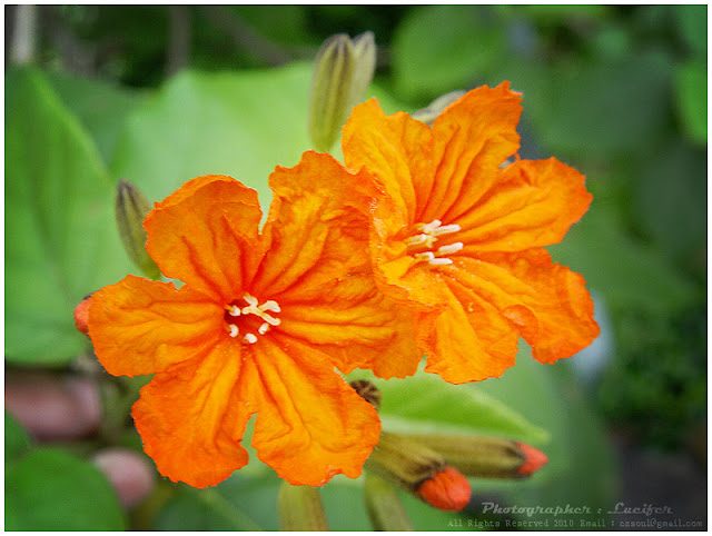  photograph flower orange colour 