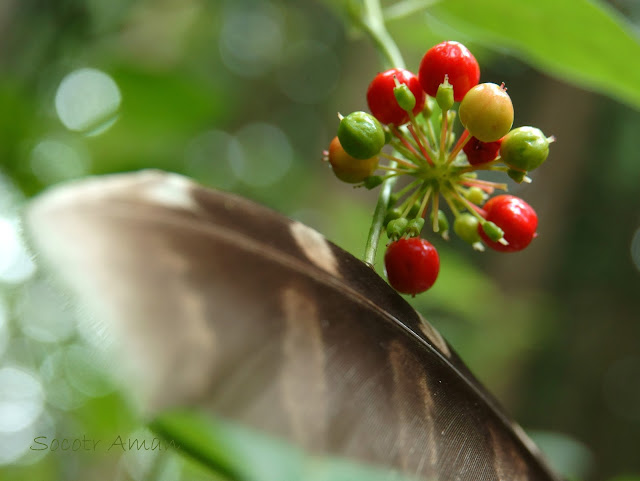 Panax japonicus