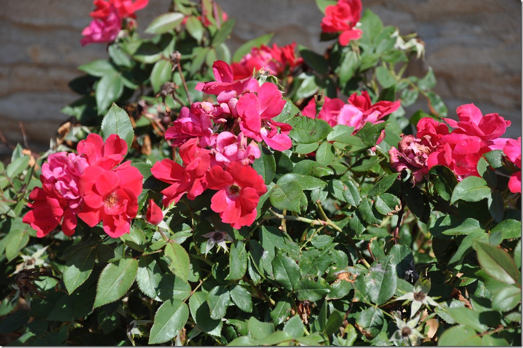 flowers 002
