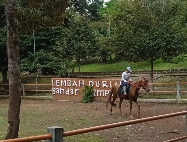 lembah durian farm stable