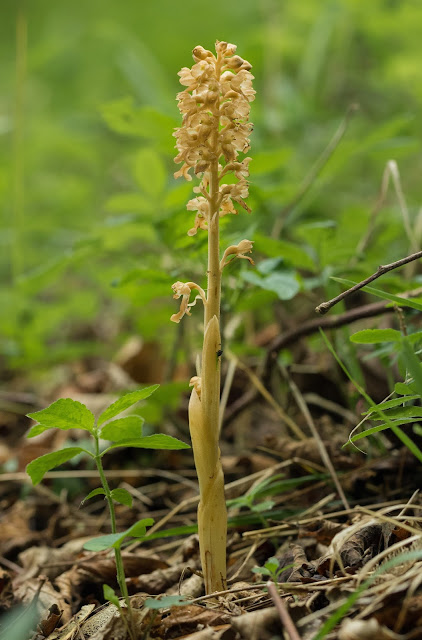 Bird's-nest Orchid - Great Orme, Llandudno