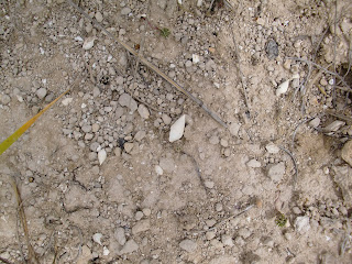 Melanopsis in situ, Castrillo del Val, Burgos