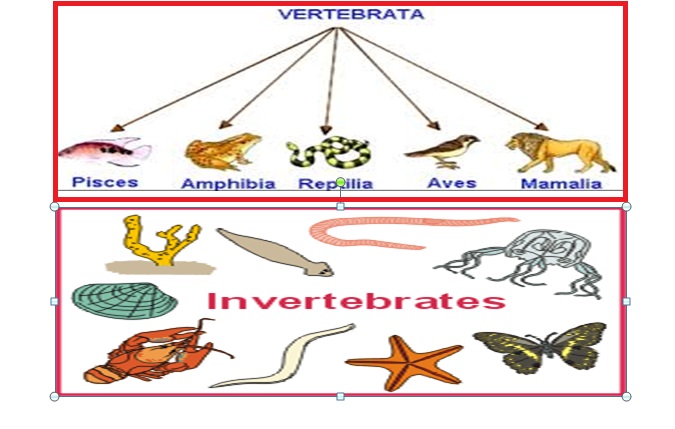 46+ Klasifikasi Hewan Vertebrata Dan Invertebrata Pdf